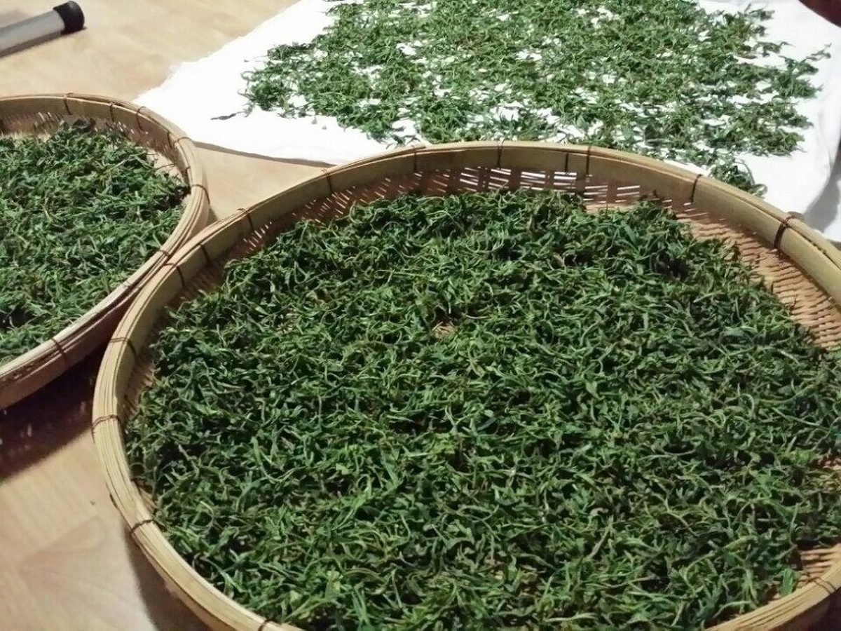 Dried green tea leaves