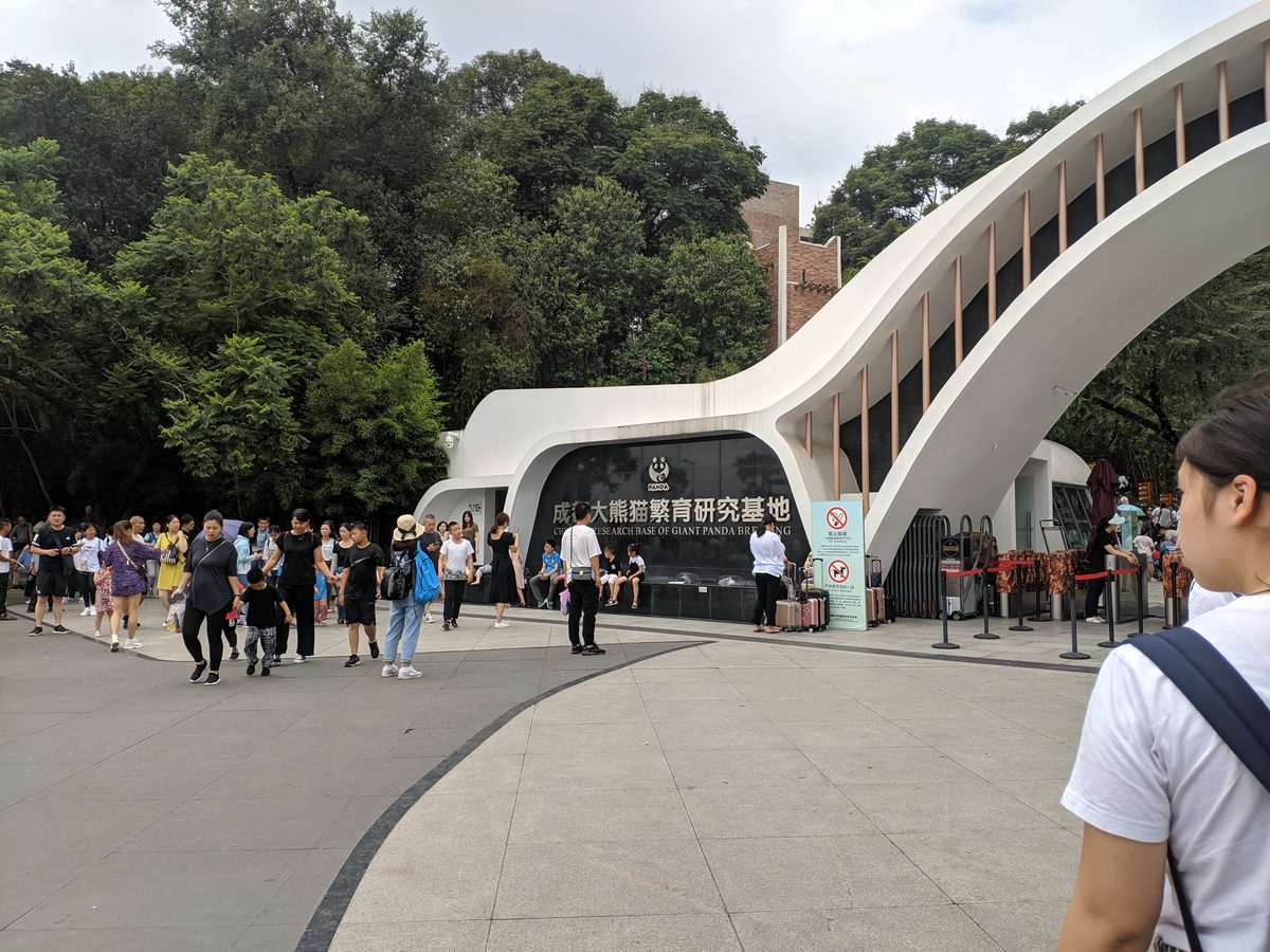 Giant panda at the Chengdu Research Base