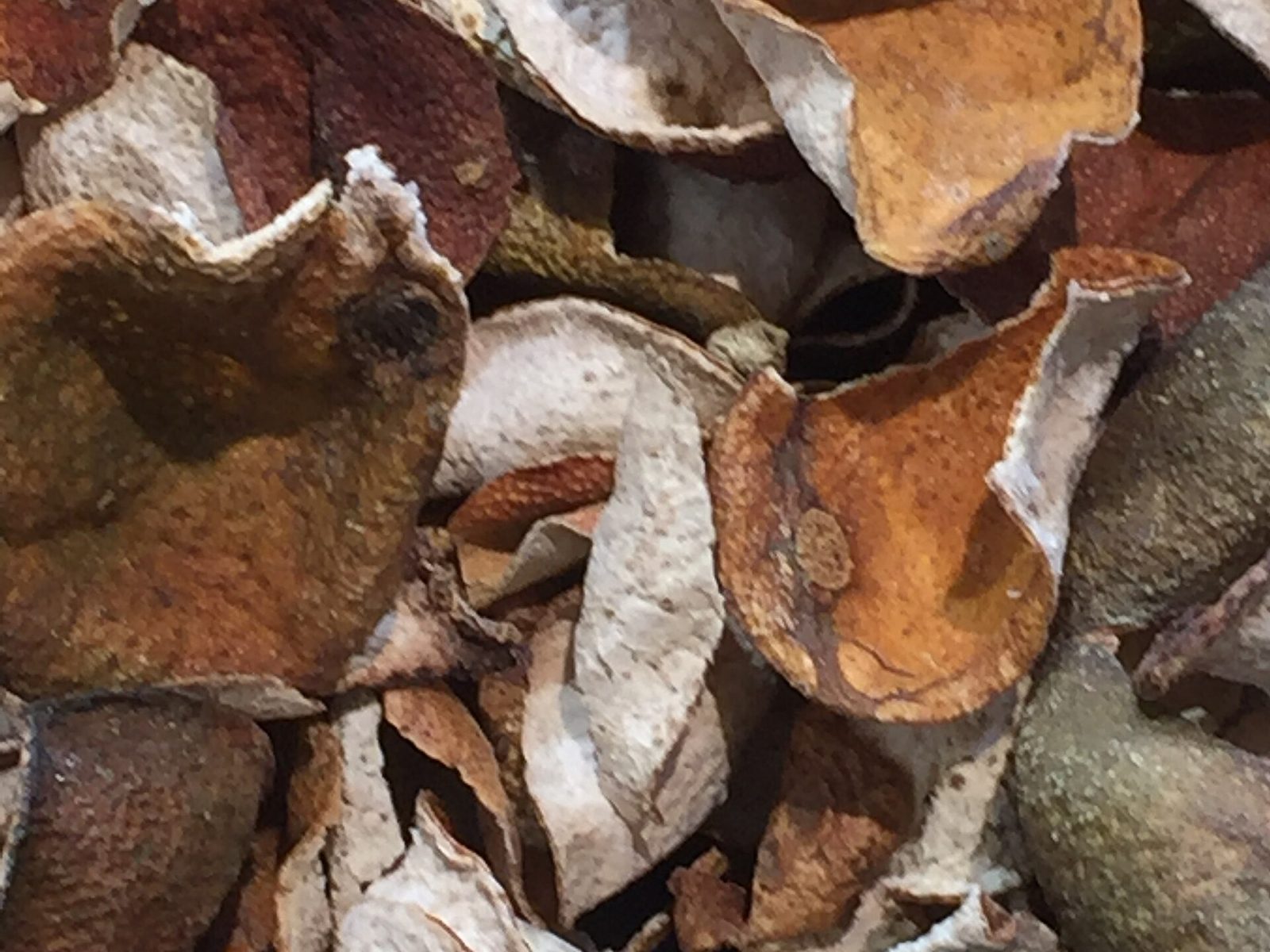 Close-up of dried tangerine peels (chenpi)