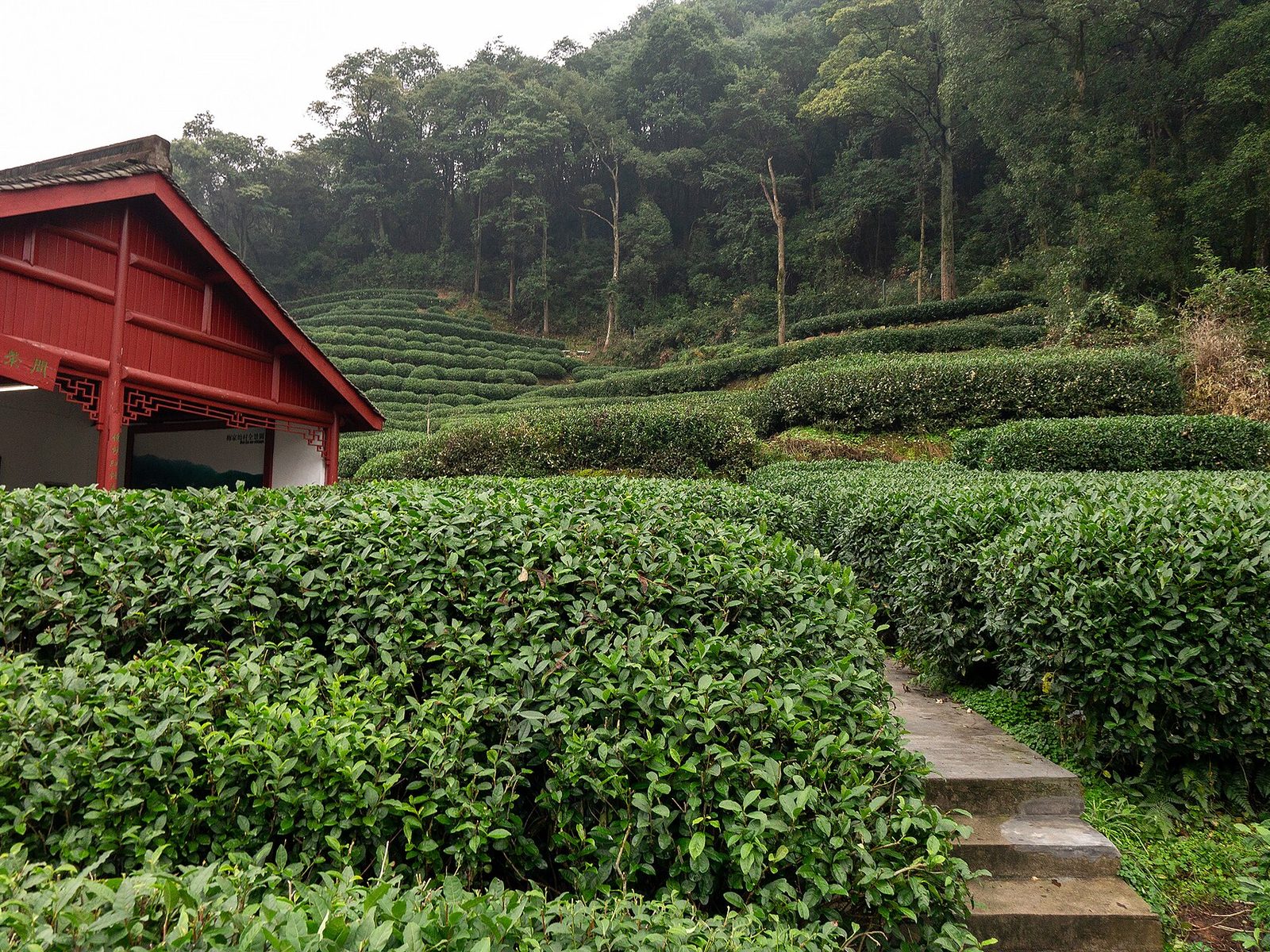 Terraced Longjing tea fields in the Meijiawu Dragon Well area